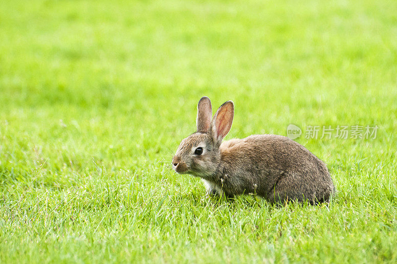草丛中的小兔子(Oryctolagus cunulus)